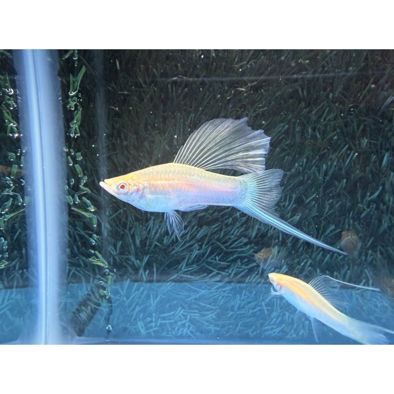 **RARE White Albino Tuxedo HiFin Lyretail Swordtails(1M2F plus 1F)**