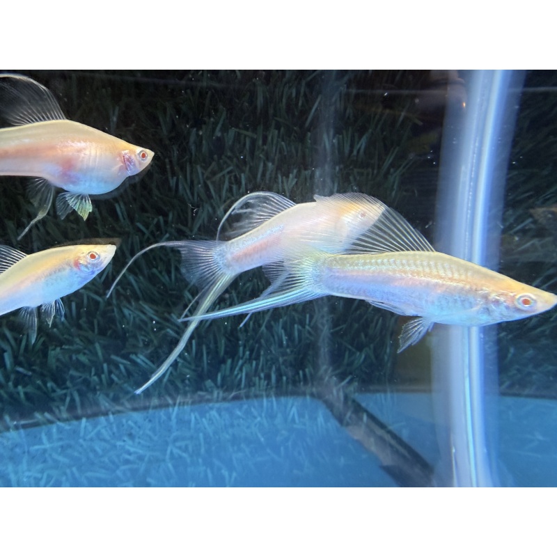 **RARE White Albino Tuxedo HiFin Lyretail Swordtails(1M2F plus 1F)**