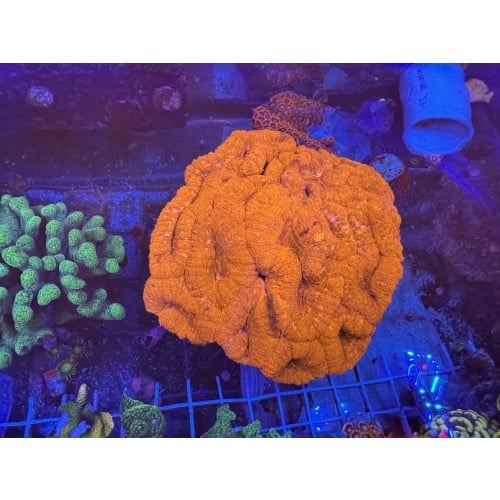 Super Red Lobophyllia (6 INCH COLONY)!