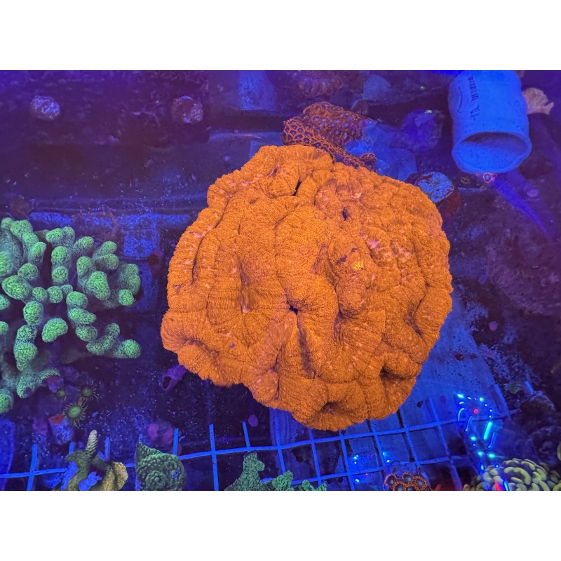 Super Red Lobophyllia (6 INCH COLONY)!