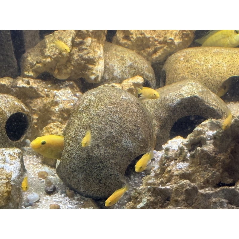 6 Premium Yellow Lab Cichlids (Labidochromis caeruleus) 1.5”-2.5” Home Raised