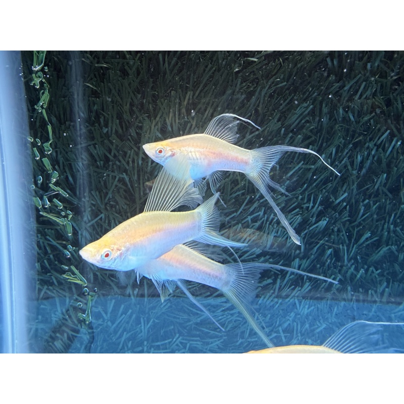 **RARE White Albino Tuxedo HiFin Lyretail Swordtails(1M2F plus 1F)**