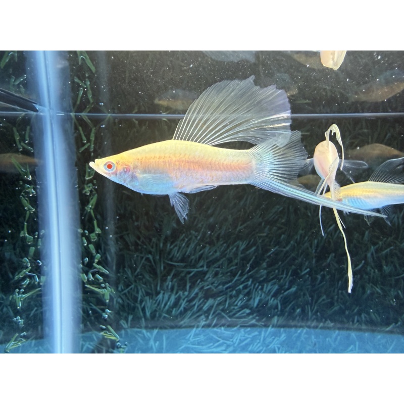 **RARE White Albino Tuxedo HiFin Lyretail Swordtails(1M2F plus 1F)**