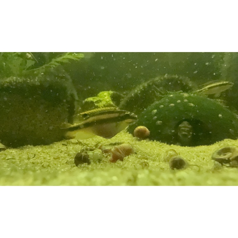 6 Premium Kribensis Cichlids (Pelvicachromis pulcher) 1.5”-2.5” Home Raised