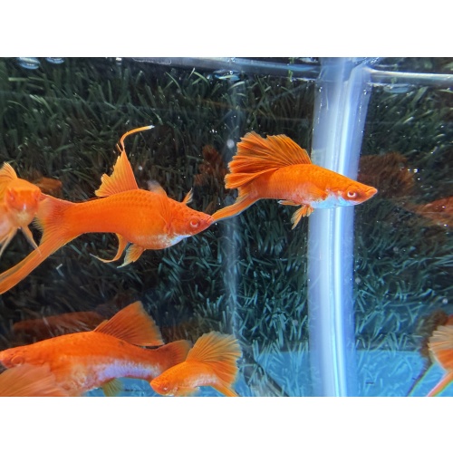 **RARE Albino Red Coral Cauliflower Lyretail/Sabretail Swordtails(4M2F)**