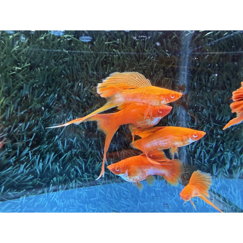 **RARE Albino Red Coral Cauliflower Lyretail/Sabretail Swordtails(4M2F)**