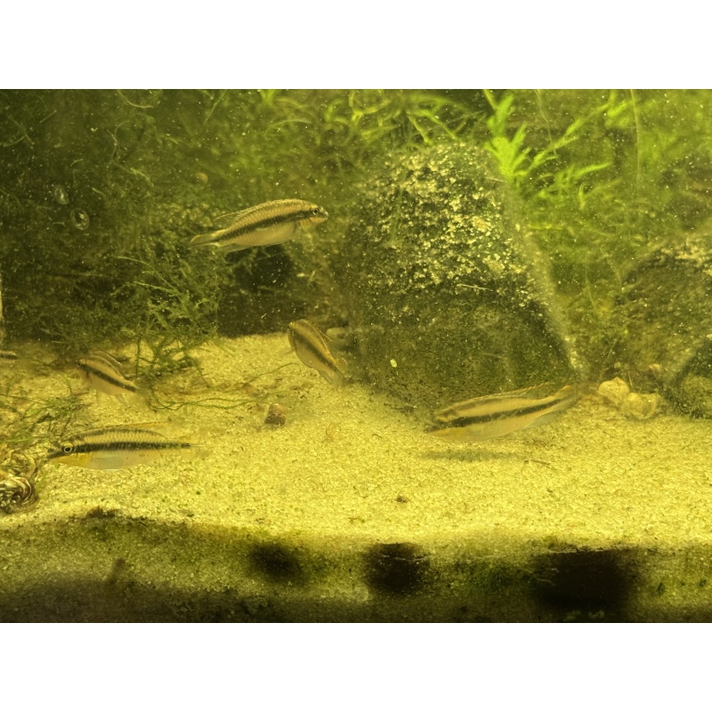 6 Premium Kribensis Cichlids (Pelvicachromis pulcher) 1.5”-2.5” Home Raised