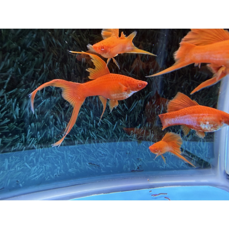 **RARE Albino Red Coral Cauliflower Lyretail/Sabretail Swordtails(4M2F)**