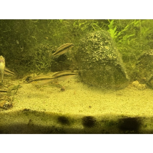6 Premium Kribensis Cichlids (Pelvicachromis pulcher) 1.5”-2.5” Home Raised