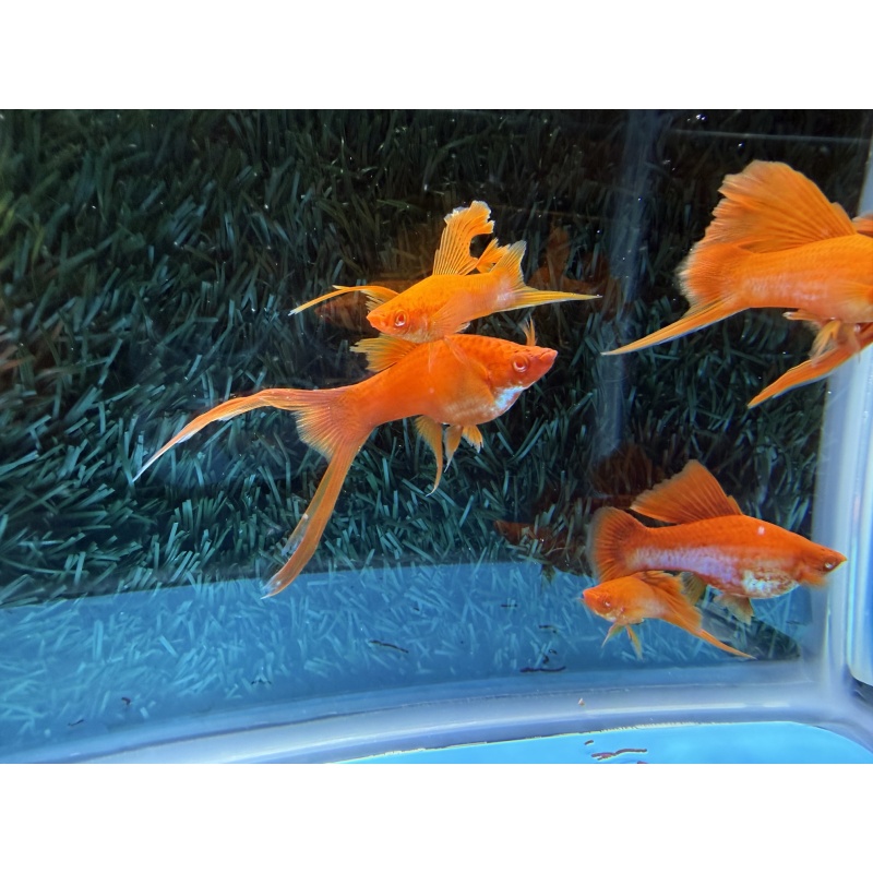 **RARE Albino Red Coral Cauliflower Lyretail/Sabretail Swordtails(4M2F)**