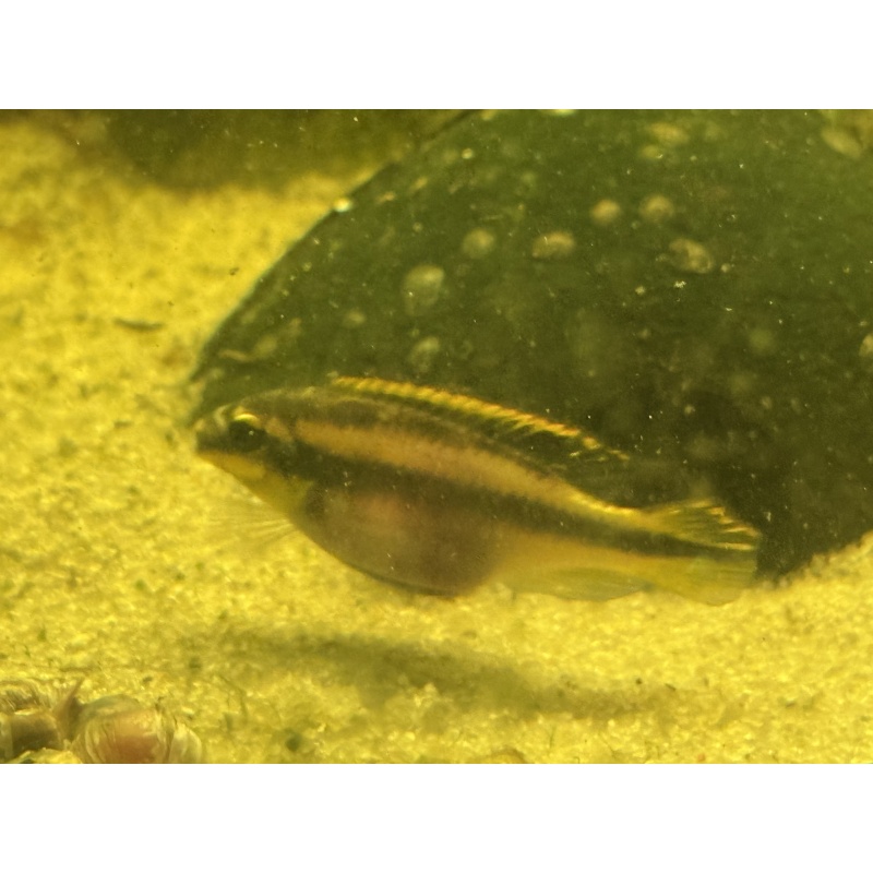6 Premium Kribensis Cichlids (Pelvicachromis pulcher) 1.5”-2.5” Home Raised