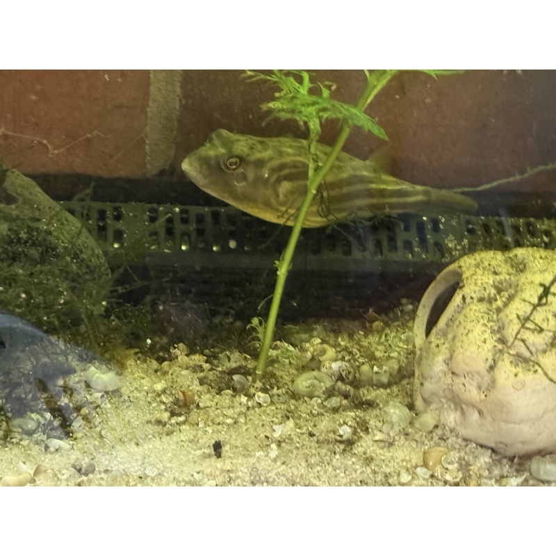 Fahaka Puffer 4.5-5” Tetraodon lineatus LARGE Established Fish