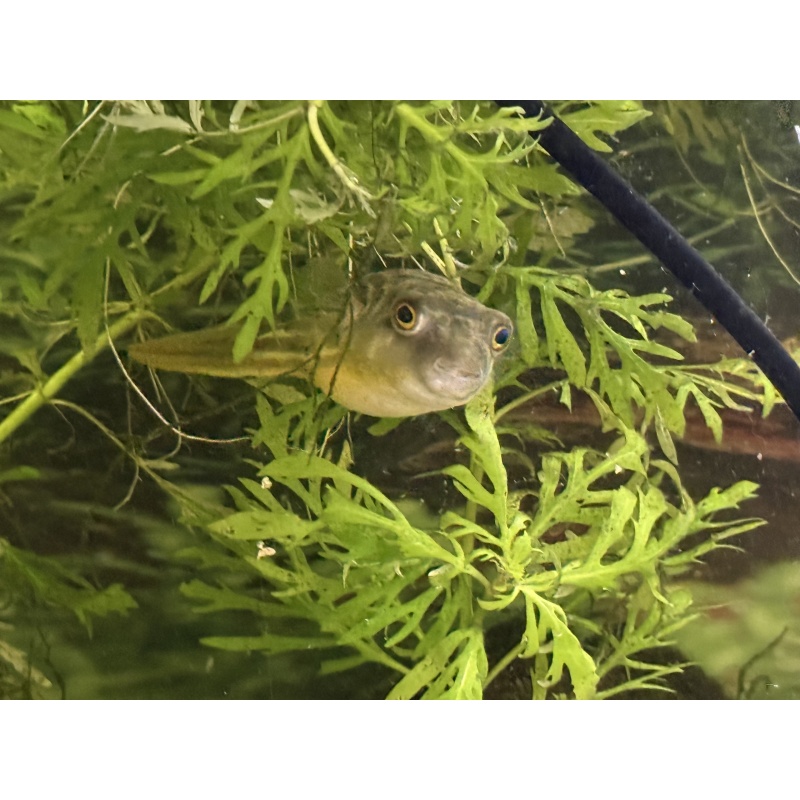 Fahaka Puffer 4.5-5” Tetraodon lineatus LARGE Established Fish