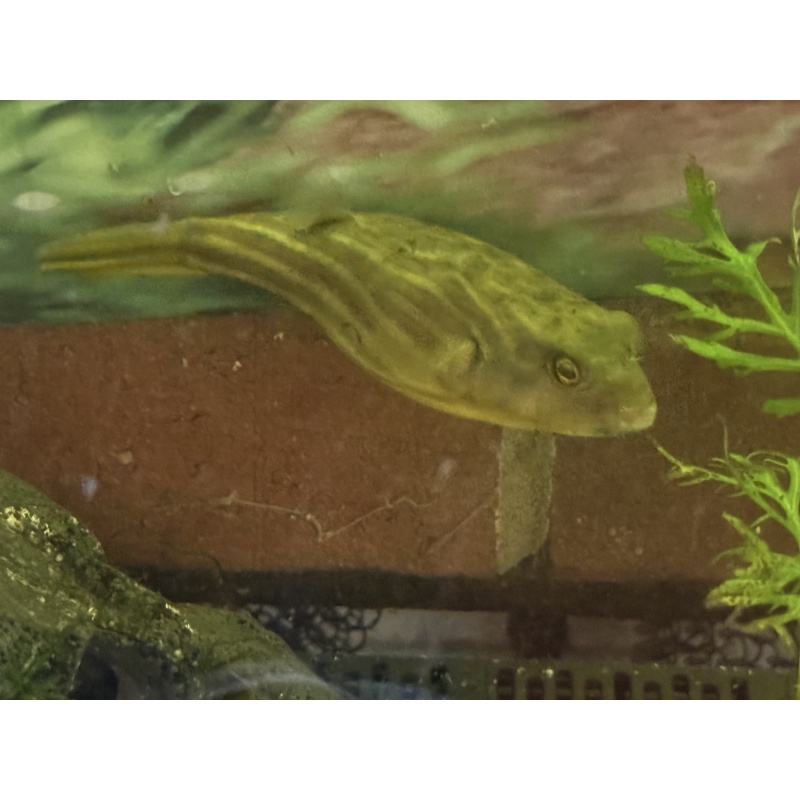 Fahaka Puffer 4.5-5” Tetraodon lineatus LARGE Established Fish