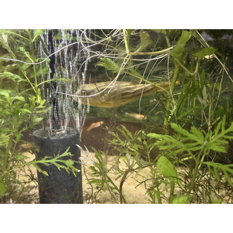 Fahaka Puffer 4.5-5” Tetraodon lineatus LARGE Established Fish