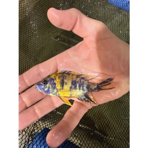 6 fish Male Peacock/Hap package.