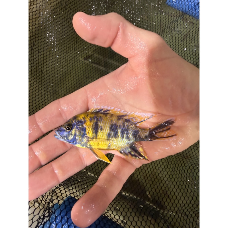 6 fish Male Peacock/Hap package.