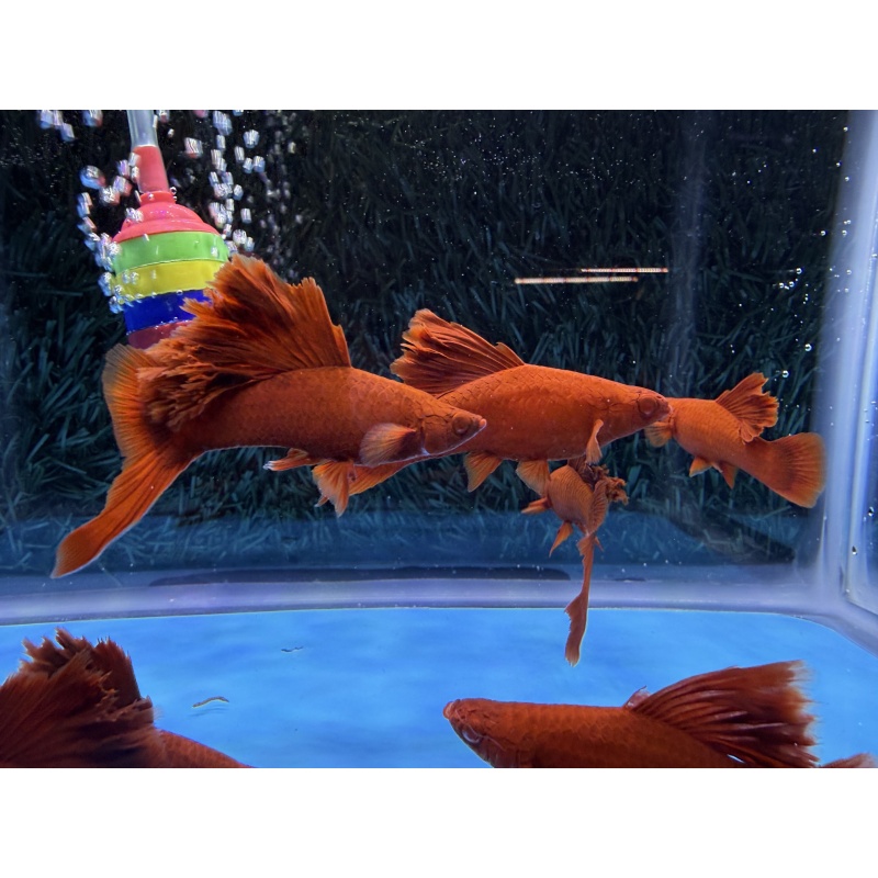 **RREA/Albino Red Cauliflower Sabretail Swordtail(2M2F plus 3 extras)**