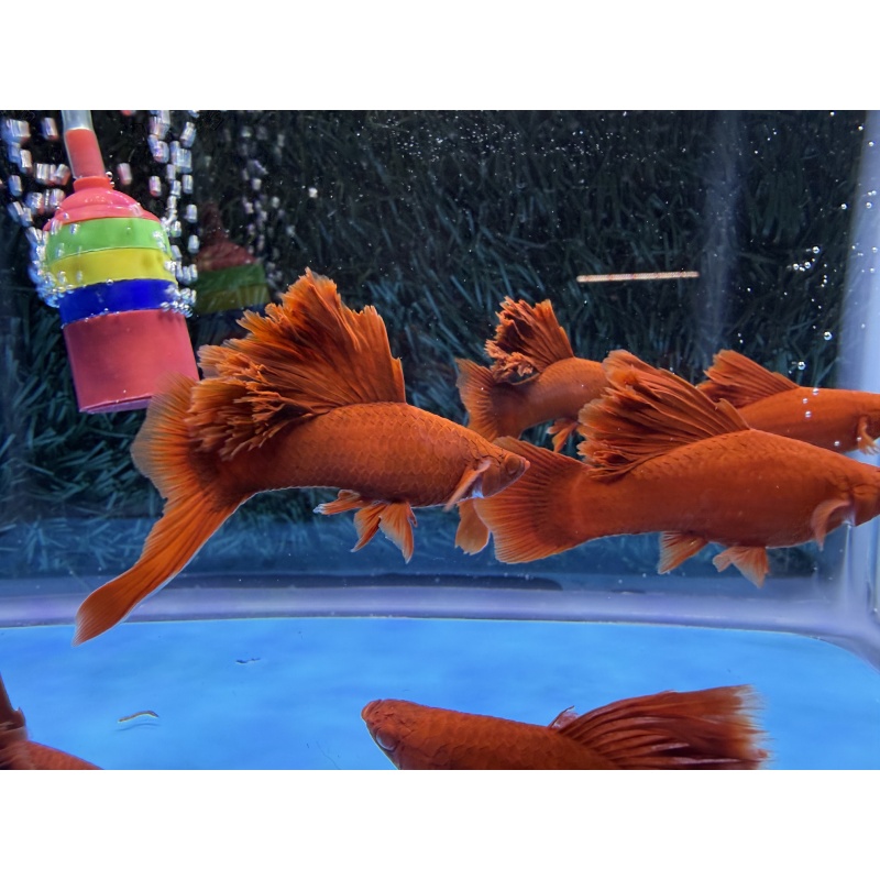 **RREA/Albino Red Cauliflower Sabretail Swordtail(2M2F plus 3 extras)**