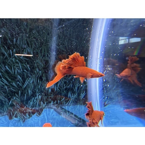 **RREA/Albino Red Cauliflower Sabretail Swordtail(2M2F plus 3 extras)**