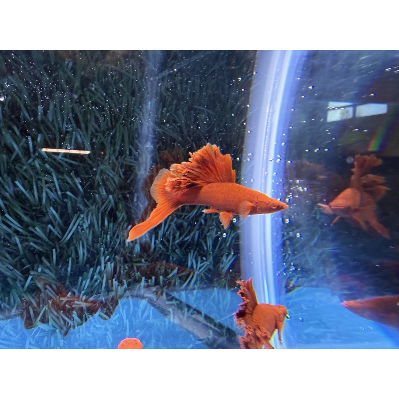 **RREA/Albino Red Cauliflower Sabretail Swordtail(2M2F plus 3 extras)**