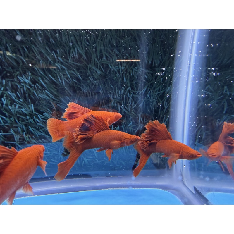 **RREA/Albino Red Cauliflower Sabretail Swordtail(2M2F plus 3 extras)**