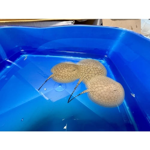Scobina Freshwater Stingray