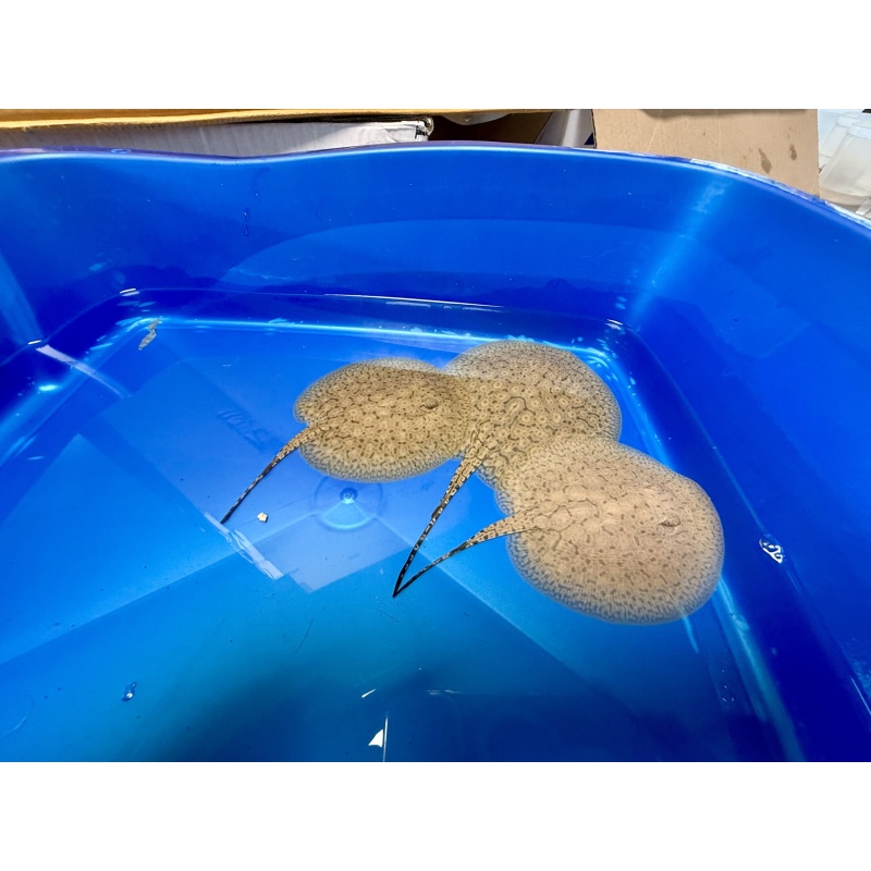 Scobina Freshwater Stingray