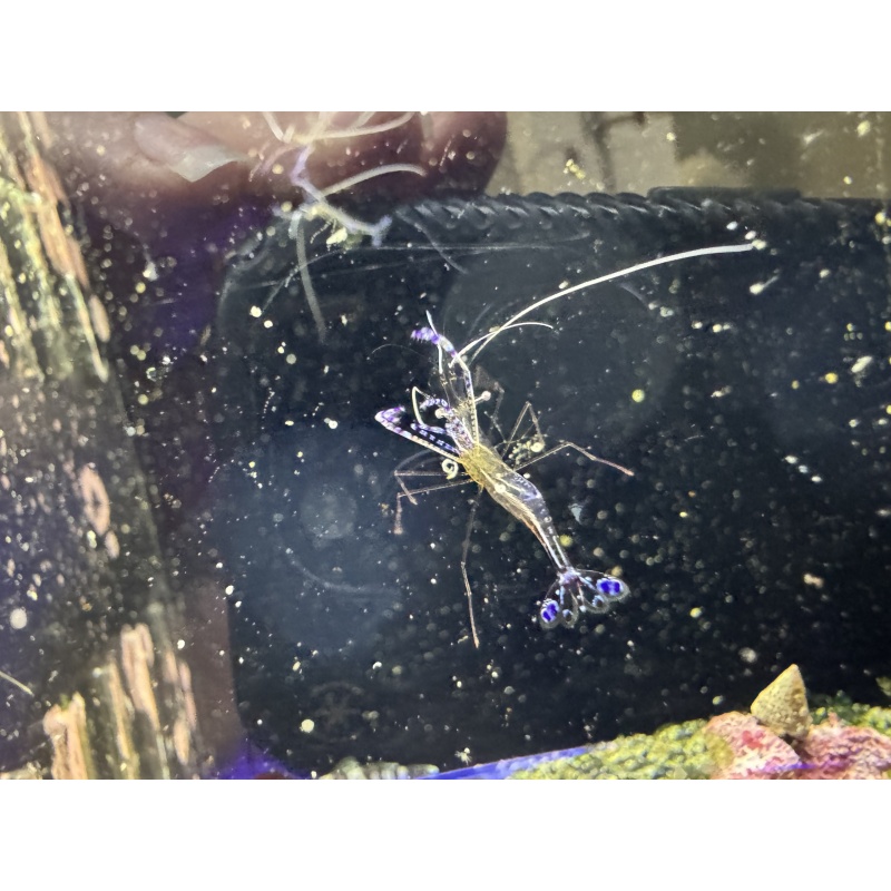 Pederson Cleaner Shrimp
