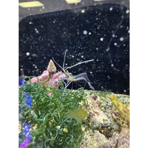Pederson Cleaner Shrimp