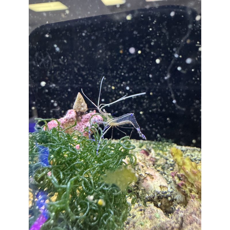 Pederson Cleaner Shrimp