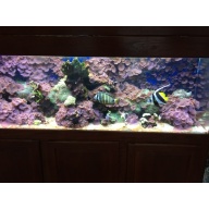 Saltwater Aquarium Tank with stand