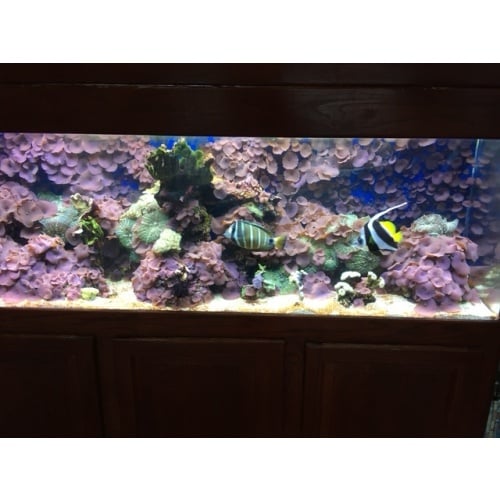 Saltwater Aquarium Tank with stand