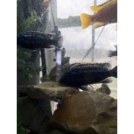 (2) 5" Adult Male Maingano Mbuna Cichlids