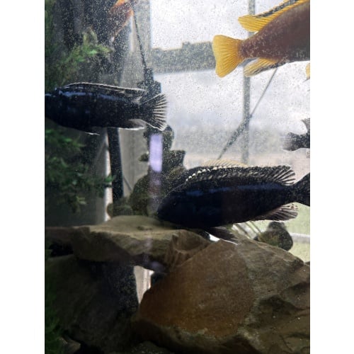 (2) 5" Adult Male Maingano Mbuna Cichlids