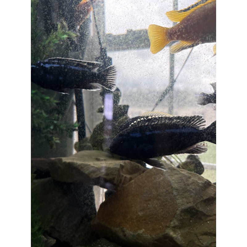 (2) 5" Adult Male Maingano Mbuna Cichlids