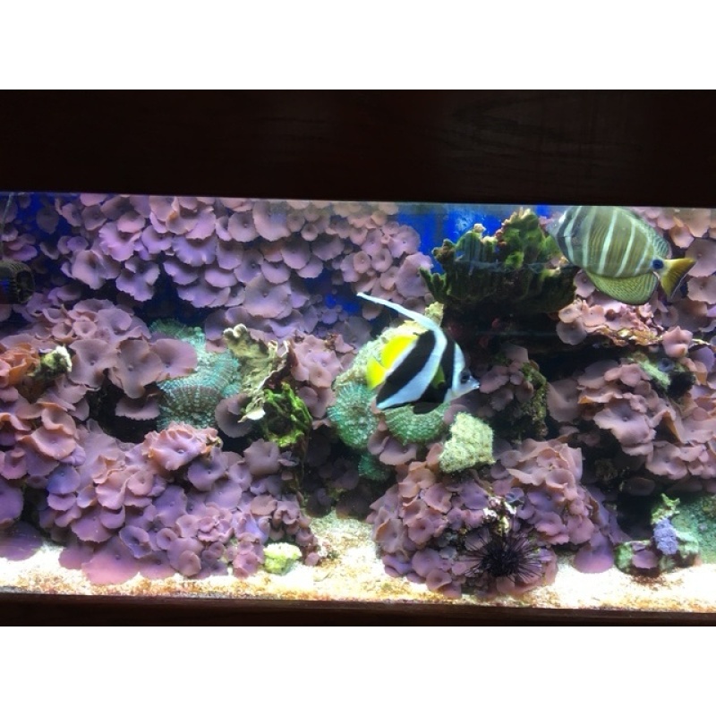 Saltwater Aquarium Tank with stand