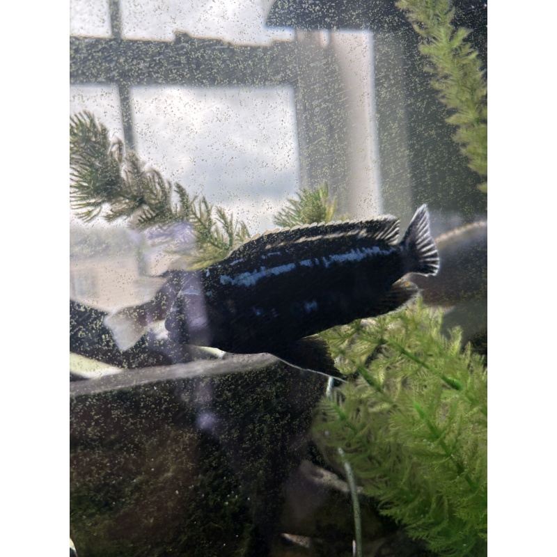 (2) 5" Adult Male Maingano Mbuna Cichlids