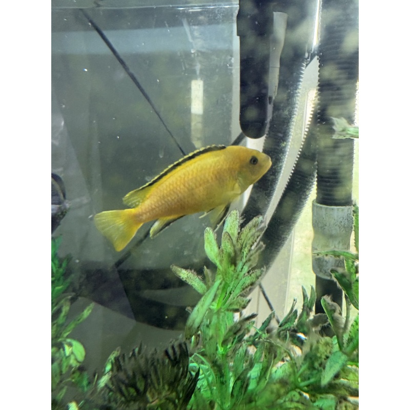 5"+ Yellow Lab Adult Male