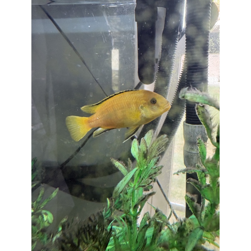 5"+ Yellow Lab Adult Male