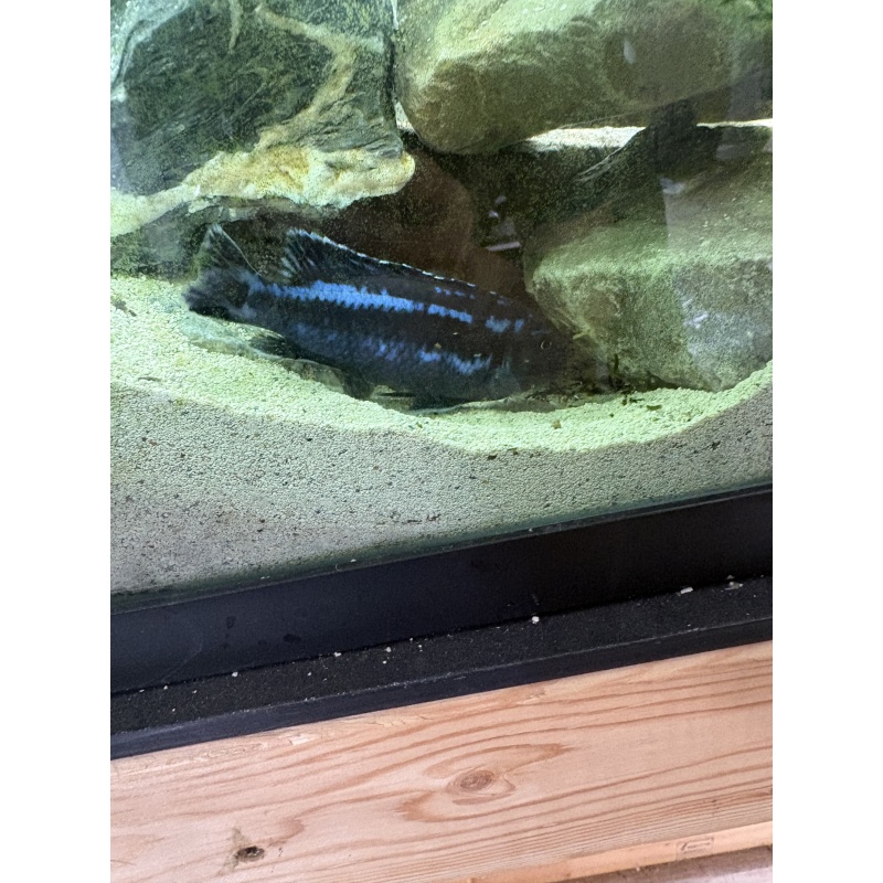 (2) 5" Adult Male Maingano Mbuna Cichlids