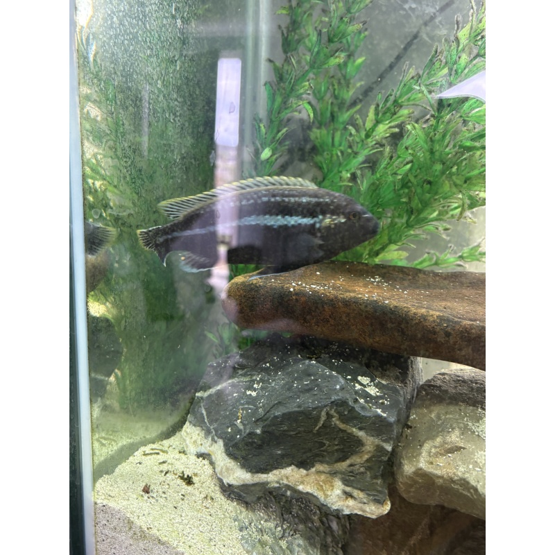 5" Male Auratus Mbuna Cichlid