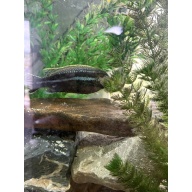 5" Male Auratus Mbuna Cichlid