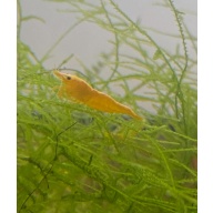 10+2 Yellow Golden Back Neocaridina Shrimp + Java Moss Free Shipping