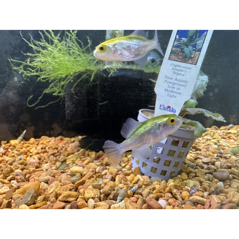 Avocado Puffers! 1" (Auriglobus modestus)
