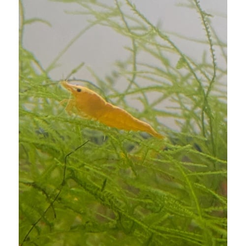 10+2 Yellow Golden Back Neocaridina Shrimp USA Bred