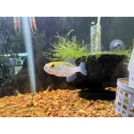 Avocado Puffers! 1" (Auriglobus modestus)
