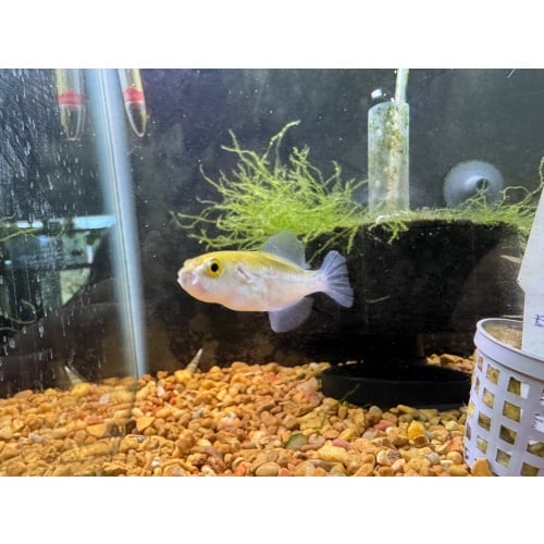 Avocado Puffers! 1" (Auriglobus modestus)