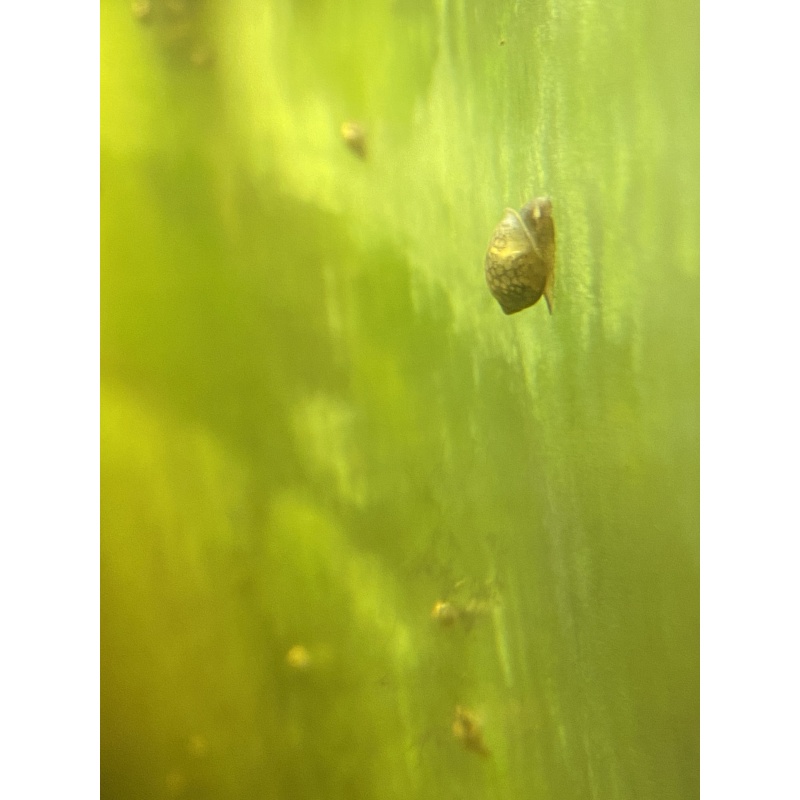 25 Bladder Snails + Java Moss Free Shipping