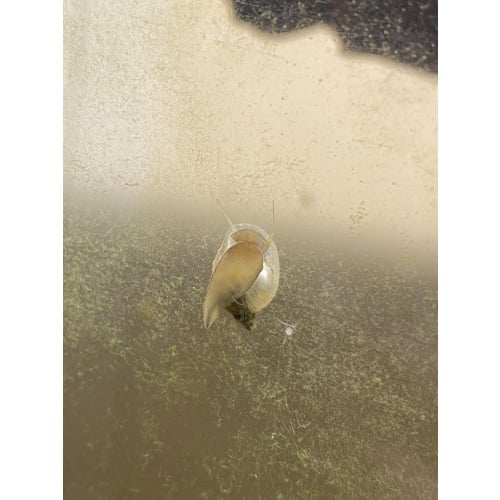 50 Bladder Snails + Java Moss Free Shipping